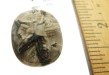 Item #PetoskyStone, Price $50.00 Carved Petosky Stone bead. Beautifully carved starfish Petosky Bead. This is a very unusual and beautiful carved bead. The bead is 25 mm long by 22 mm wide. Bead is drilled at the top with a single hole and drill hole size is about 1.0 mm.