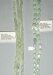Thumbnail Burmesejd-New jade.JPG: Item # JD13-New jade (Serpentine), 8x16 mm spiral cut ovals, $33/strand
Item # JD-19-Burmese Jade 13x10 0vals, $180/strand 